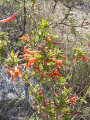 Anisacanthus thurberi
