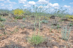 Eriosynaphe longifolia