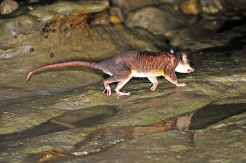 Dark Four-eyed Opossum