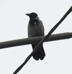 Corvus cornix