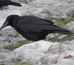 Corvus frugilegus