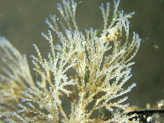 Bugulina stolonifera
