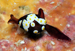 Colpodaspis thompsoni