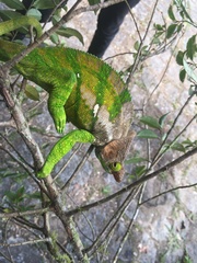 Calumma oshaughnessyi