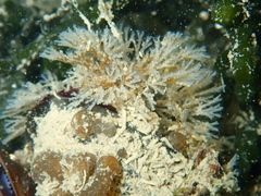 Bugulina stolonifera