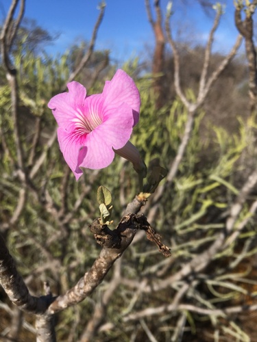 Uncarina stellulifera