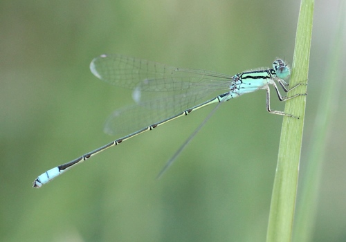 Bluetail Sprite