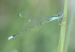 Pseudagrion nubicum