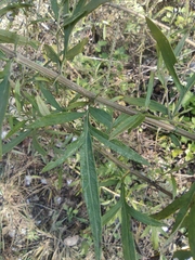 Artemisia umbrosa
