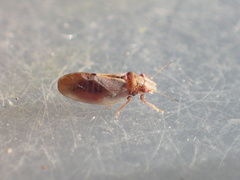 Nyctiphalerus vermiculosus