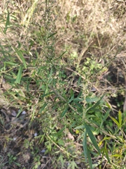 Artemisia umbrosa