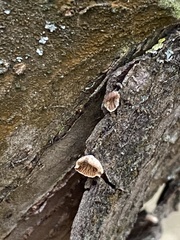 Crepidotus cesatii