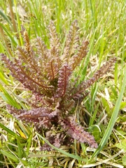 Pedicularis palustris