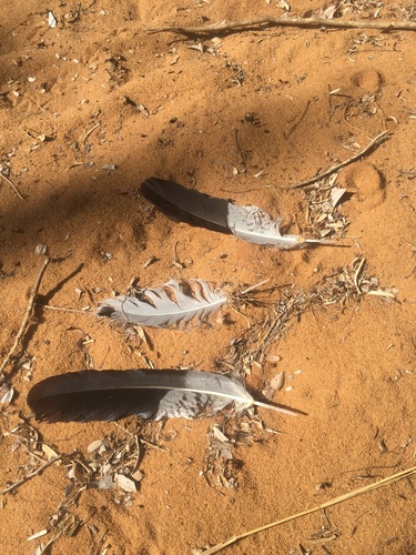 Madagascar Harrier-Hawk