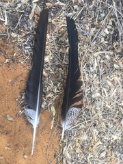 Polyboroides radiatus