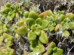 Aeonium lindleyi subsp. lindleyi image