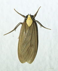 Opharus