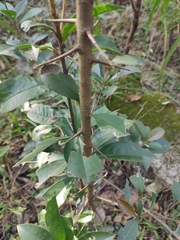Photinia bodinieri