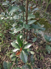 Photinia bodinieri