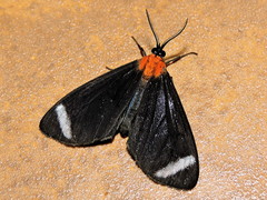 Hyalurga chthonophyle