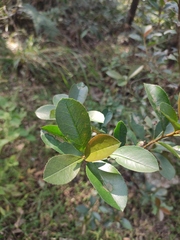 Photinia bodinieri