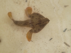 Ogcocephalus