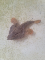 Ogcocephalus