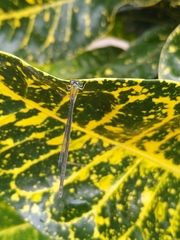 Pseudagrion microcephalum