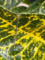 Pseudagrion microcephalum