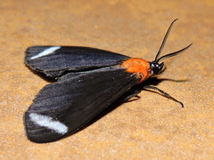 Hyalurga chthonophyle