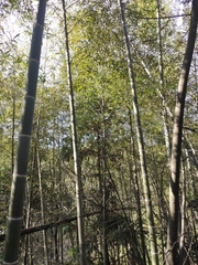 Phyllostachys edulis
