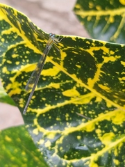 Pseudagrion microcephalum