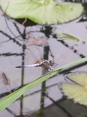 Brachydiplax chalybea