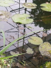 Brachydiplax chalybea