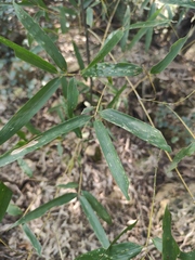 Phyllostachys edulis