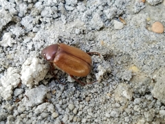 Phyllophaga tristis