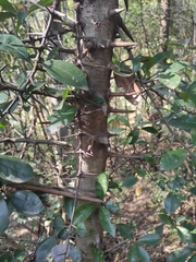 Photinia bodinieri