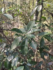 Photinia bodinieri