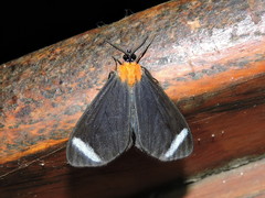Hyalurga chthonophyle