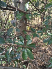 Photinia bodinieri