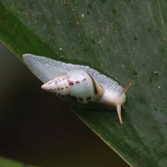 Drymaeus interpunctus