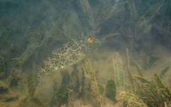 Sphoeroides greeleyi