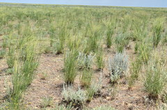 Stipa sareptana