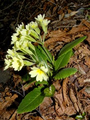 Primula intricata