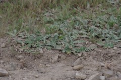 Platycarpha glomerata