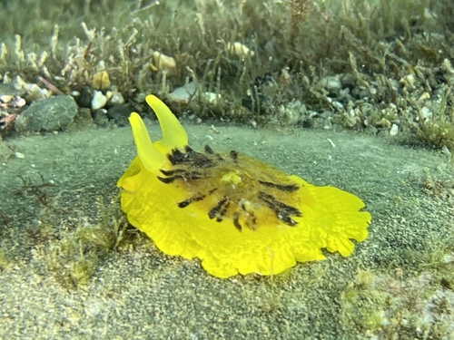 Yellow Umbrella Slug