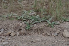 Platycarpha glomerata