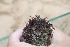 Chondracanthus acicularis