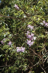 Bignonia callistegioides