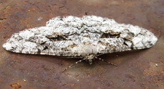 Peribatodes umbraria